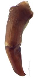   Onitis alexis  male genitalia, lateral view; photo by E.L. Engasser 