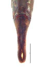   Onitis phartopus  male genitalia, dorsal view; photo by E.L. Engasser 