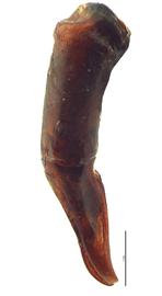   Onitis phartopus  male genitalia, lateral view; photo by E.L. Engasser 