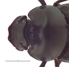   Onthophagus armatus  male; photo by E.L. Engasser 