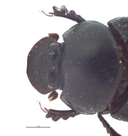   Onthophagus comperei  female; photo by E.L. Engasser 