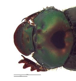   Onthophagus cuniculus  female; photo by E.L. Engasser 