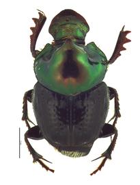   Onthophagus cuniculus  male; photo by E.L. Engasser 