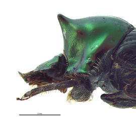   Onthophagus cuniculus  male; photo by E.L. Engasser 