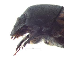   Onthophagus foliaceus  female; photo by E.L. Engasser 