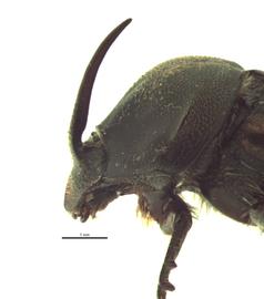   Onthophagus foliaceus  male; photo by E.L. Engasser 