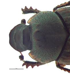   Onthophagus granulatus  female; photo by E.L. Engasser 