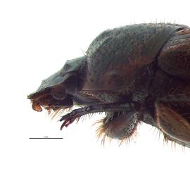   Onthophagus granulatus  female; photo by E.L. Engasser 