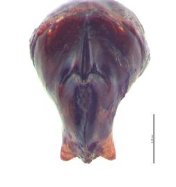   Onthophagus granulatus  male genitalia, caudal view; photo by E.L. Engasser 