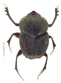   Onthophagus granulatus  male; photo by E.L. Engasser 