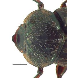   Onthophagus granulatus  male; photo by E.L. Engasser 