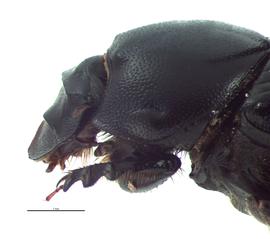   Onthophagus incensus  female; photo by E.L. Engasser 