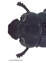   Onthophagus incensus  male; photo by E.L. Engasser 