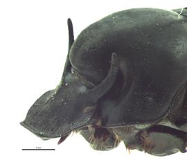   Onthophagus incensus  male; photo by E.L. Engasser 