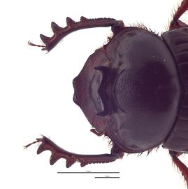   Onthophagus laminatus  major male; photo by E.L. Engasser 