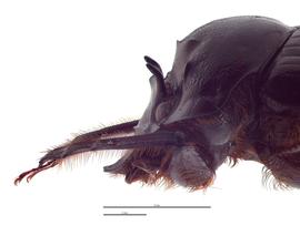   Onthophagus laminatus  major male; photo by E.L. Engasser 