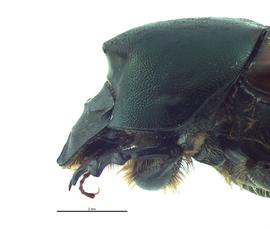   Onthophagus nigriventris  female; photo by E.L. Engasser 