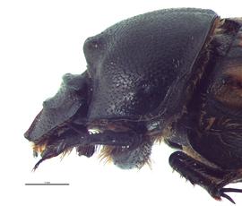   Onthophagus nuchicornis  female; photo by E.L. Engasser 