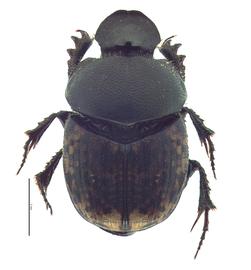   Onthophagus nuchicornis  male; photo by E.L. Engasser 