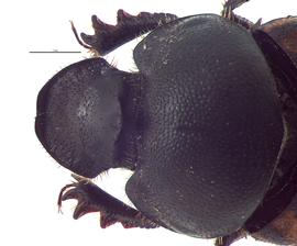   Onthophagus nuchicornis  male; photo by E.L. Engasser 