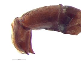   Onthophagus nuchicornis  male genitalia, lateral view; photo by E.L. Engasser 