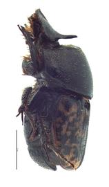   Onthophagus nuchicornis  male; photo by E.L. Engasser 