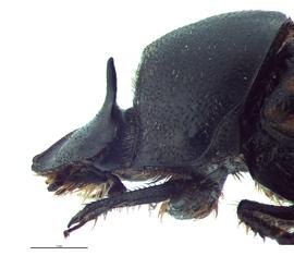   Onthophagus nuchicornis  male; photo by E.L. Engasser 