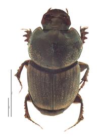   Onthophagus sagittarius  male; photo by E.L. Engasser 