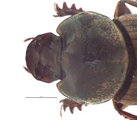   Onthophagus sagittarius  male; photo by E.L. Engasser 