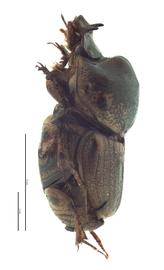   Onthophagus sagittarius  male; photo by E.L. Engasser 