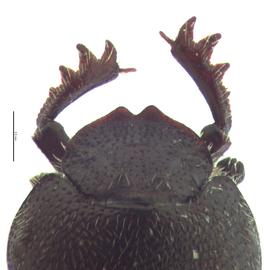   Onthophagus tuberculifrons  female head; photo by E.L. Engasser 