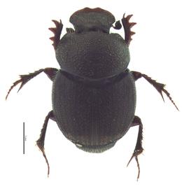   Onthophagus tuberculifrons  male; photo by E.L. Engasser 