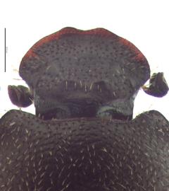   Onthophagus tuberculifrons  male head; photo by E.L. Engasser 