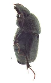   Onthophagus tuberculifrons  male; photo by E.L. Engasser 