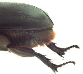   Oryctes rhinoceros  female pygidium, lateral view; photo by E.L. Engasser 