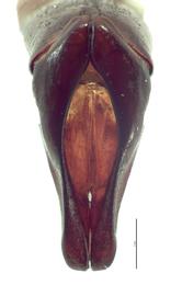   Oryctes rhinoceros  male genitalia, caudal view; photo by E.L. Engasser 