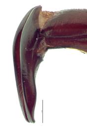   Oryctes rhinoceros  male genitalia, lateral view; photo by E.L. Engasser 