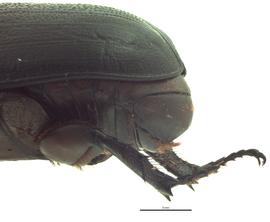   Oryctes rhinoceros  male pygidium, lateral view; photo by E.L. Engasser 