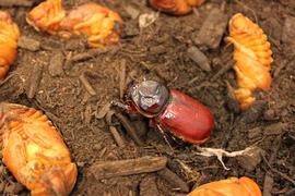  newly emerged  Oryctes rhinoceros  surrounded by pupae; photo by E.L. Engasser 