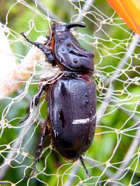  adult  Oryctes rhinoceros  entangled in net trap in Guam; photo by M.L. Jameson 