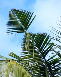  coconut palm showing characteristic  Oryctes  damage in Hawaii; photo by M.L. Jameson 