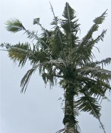  coconut palm showing characteristic  Oryctes  damage to fronds in Guam; photo by M.L. Jameson 