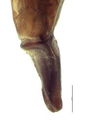   Phanaeus daphnis  male genitalia, lateral view; photo by E.L. Engasser 