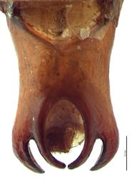   Phyllophaga ephilida  male genitalia, dorsal view; photo by E.L. Engasser 