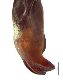   Phyllophaga ephilida  male genitalia, lateral view; photo by E.L. Engasser 