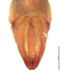   Popillia quadriguttata  male genitalia, caudal view; photo by E.L. Engasser 