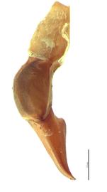   Popillia quadriguttata  male genitalia, lateral view; photo by E.L. Engasser 