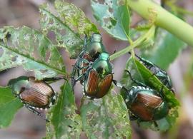   Popillia japonica  mating and feeding by day, plant leaves with characteristic damage; photo by Lamba 