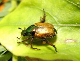   Popillia lewisi  on foliage; photo by M.L. Jameson 