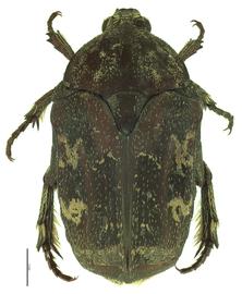   Protaetia fusca  female; photo by E.L. Engasser 